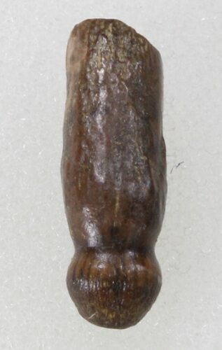 Rooted Alligatoroid (Brachychampsa) Tooth - Montana #38293